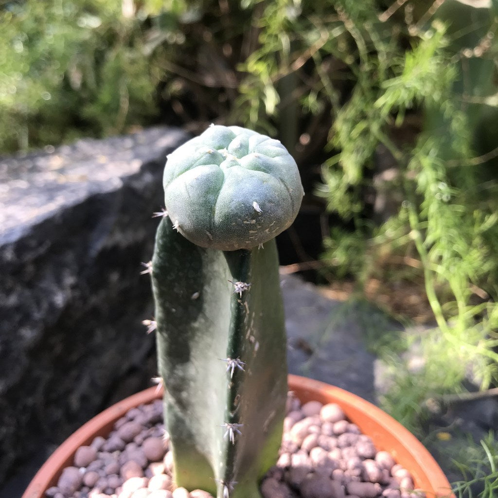 Lophophora Williamsii Whiskey Cactus Plant