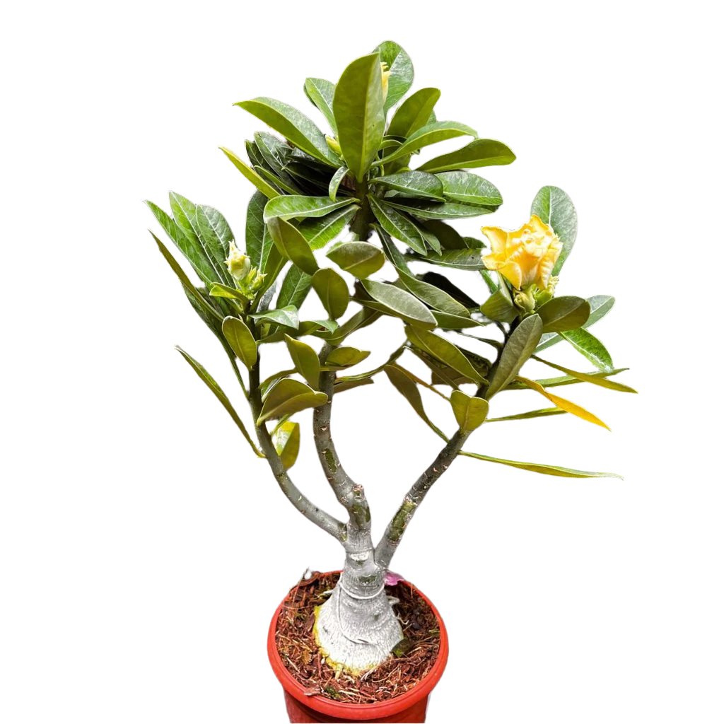 Lutino Twist Adenium-myBageecha