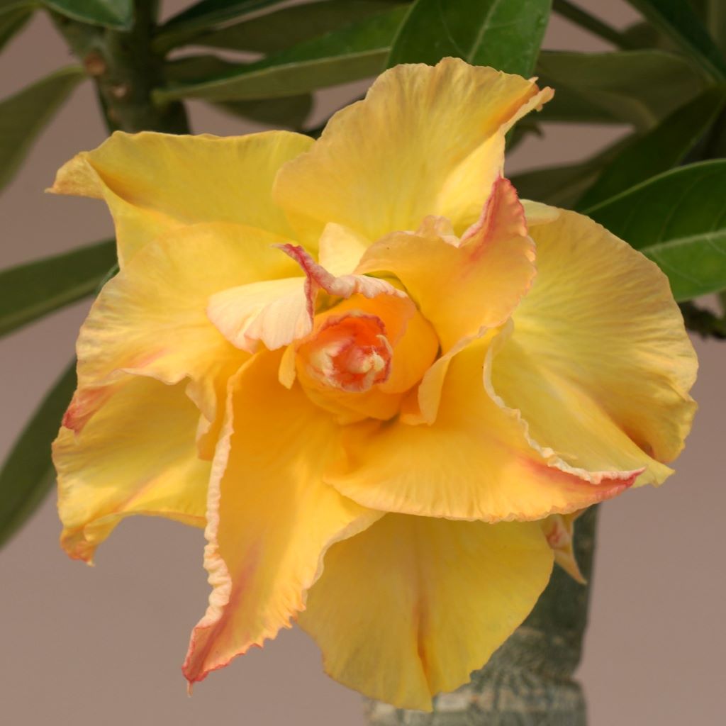 Lutino Twist Adenium