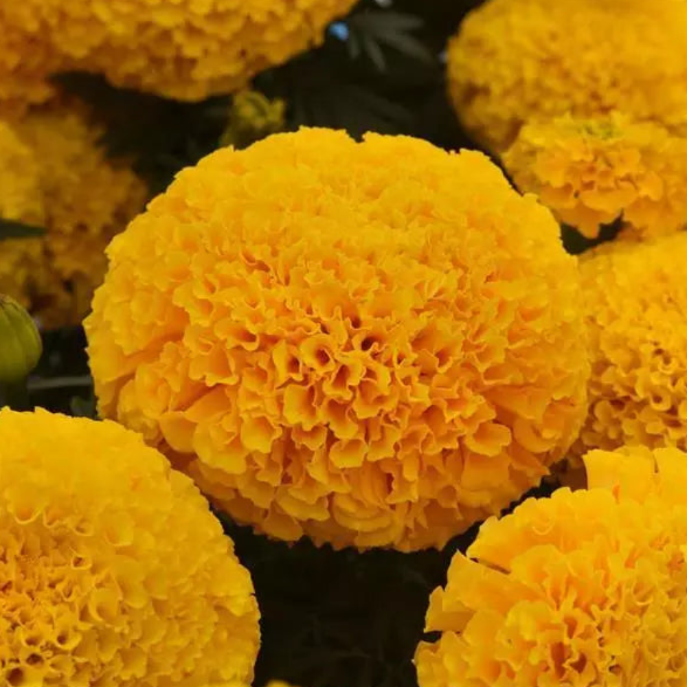 Marigold Marvel Gold Flower Seeds-myBageecha