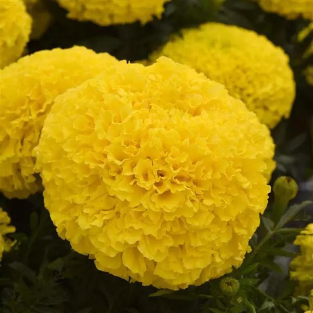 Marigold Marvel Yellow Flower Seeds-myBageecha