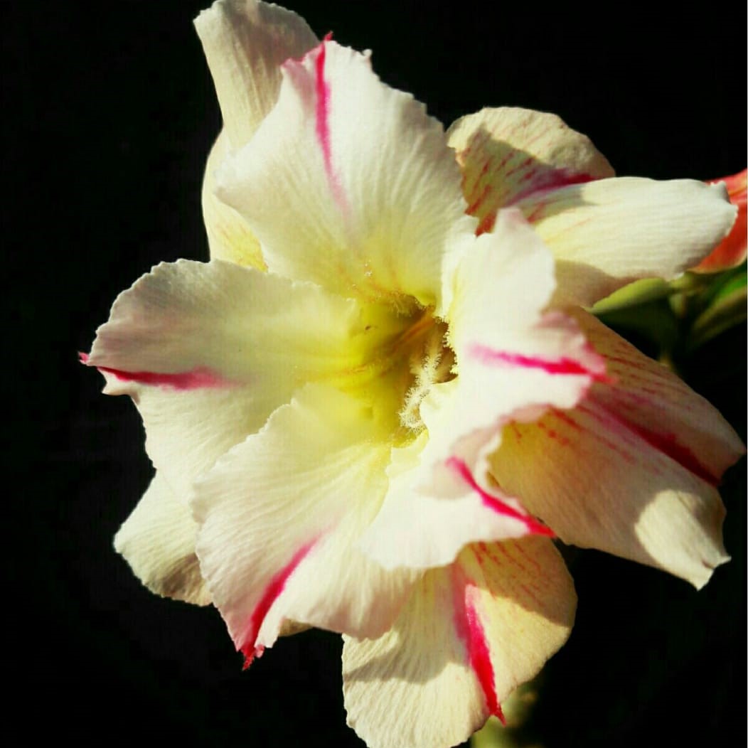 Nashwille Warbler Adenium Plant