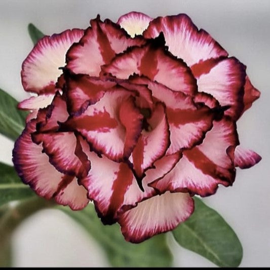 Velvet Elegance Adenium Plant