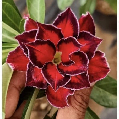 Ruby Star Adenium Plant-myBageecha