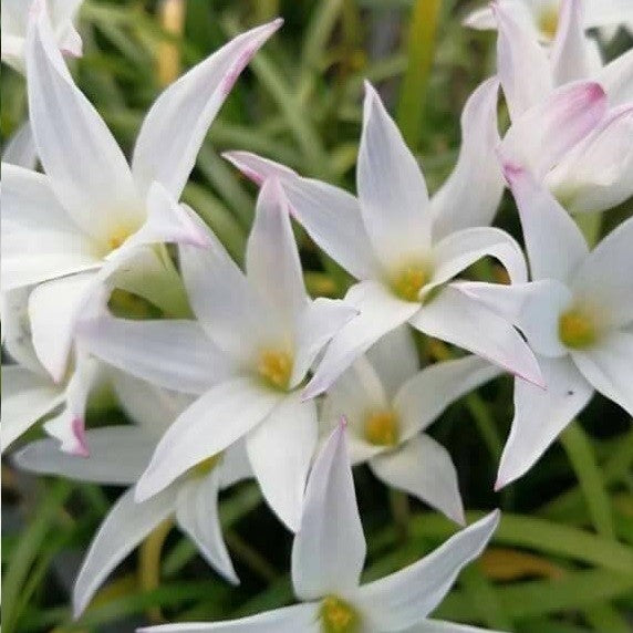 Rain Lily 'Mali' (Bulbs)-myBageecha