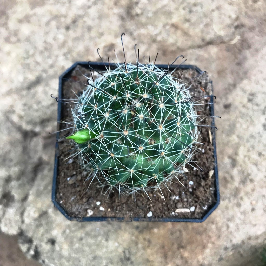 Mammillaria Beneckei Cactus Plant