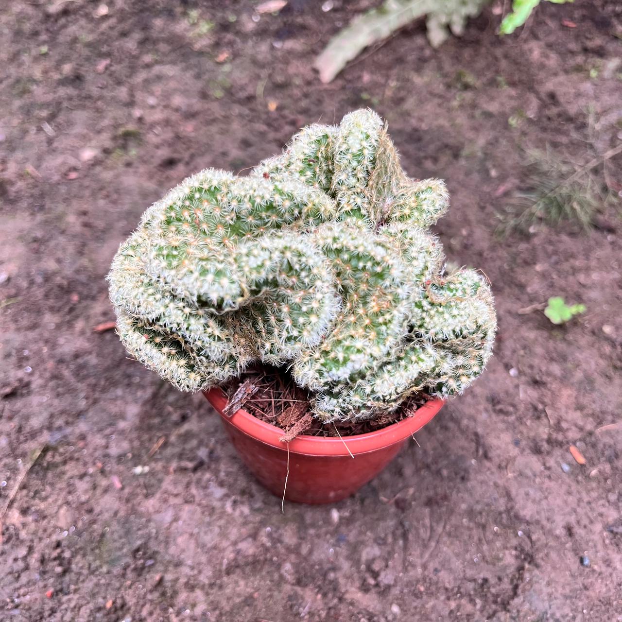 Mammillaria Elongata 'Cristata' Cactus Plant