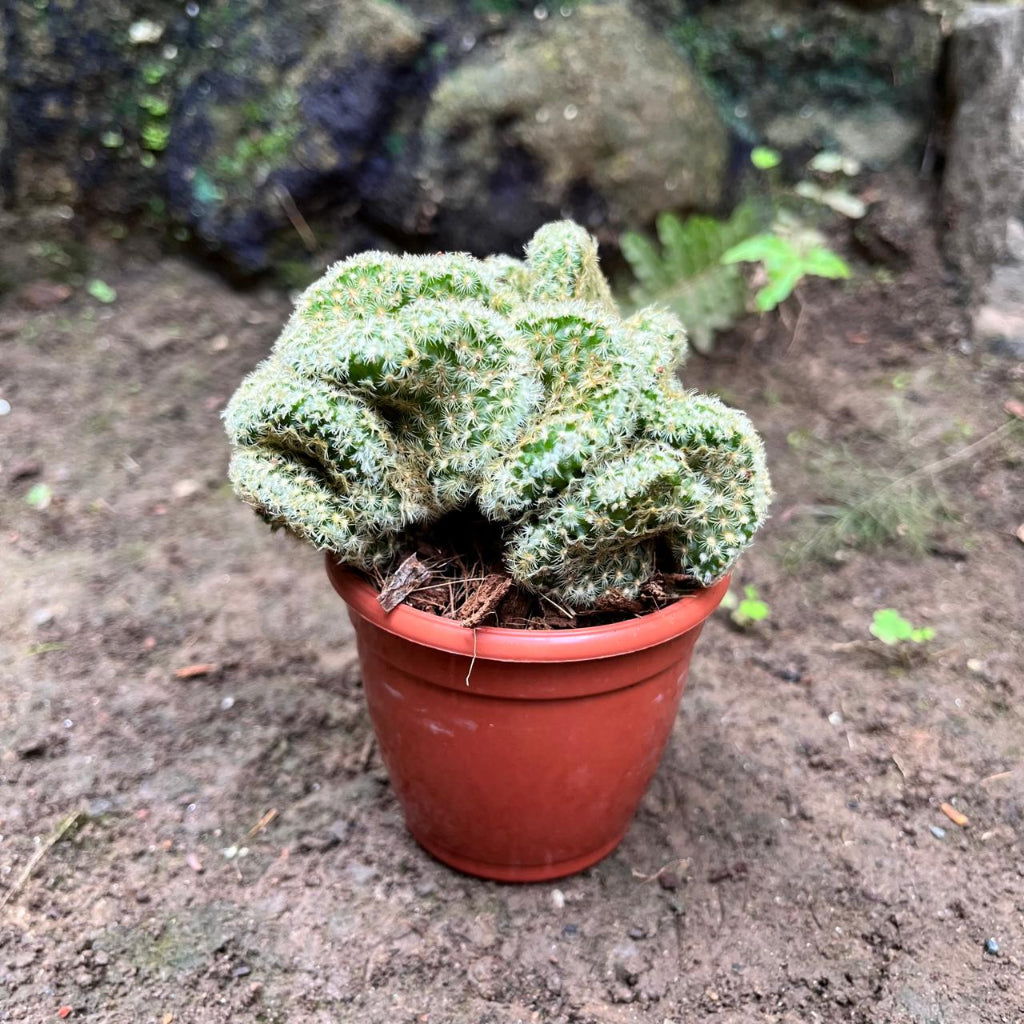 Mammillaria Elongata 'Cristata' Cactus Plant-myBageecha