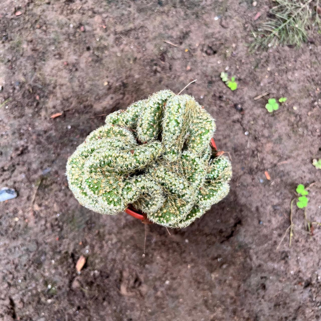 Mammillaria Elongata 'Cristata' Cactus Plant-myBageecha