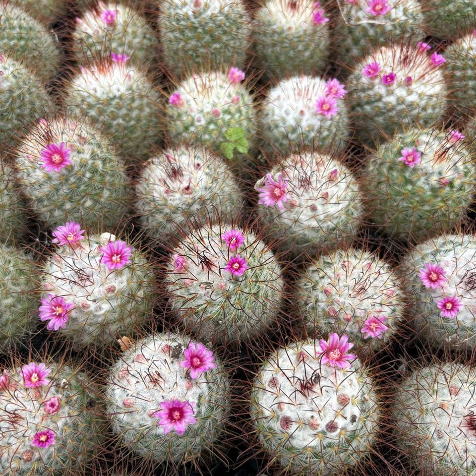 Mammillaria Bombycina Cactus collection