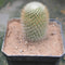 Mammillaria Matudae Thumb Cactus Plant