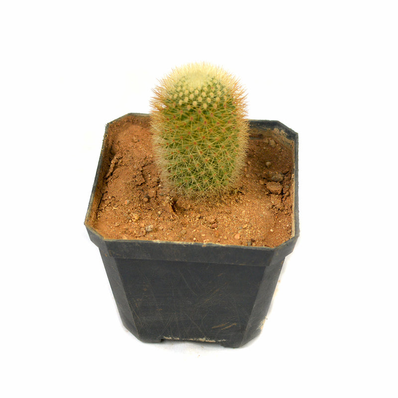Mammillaria Matudae Thumb Cactus Plant