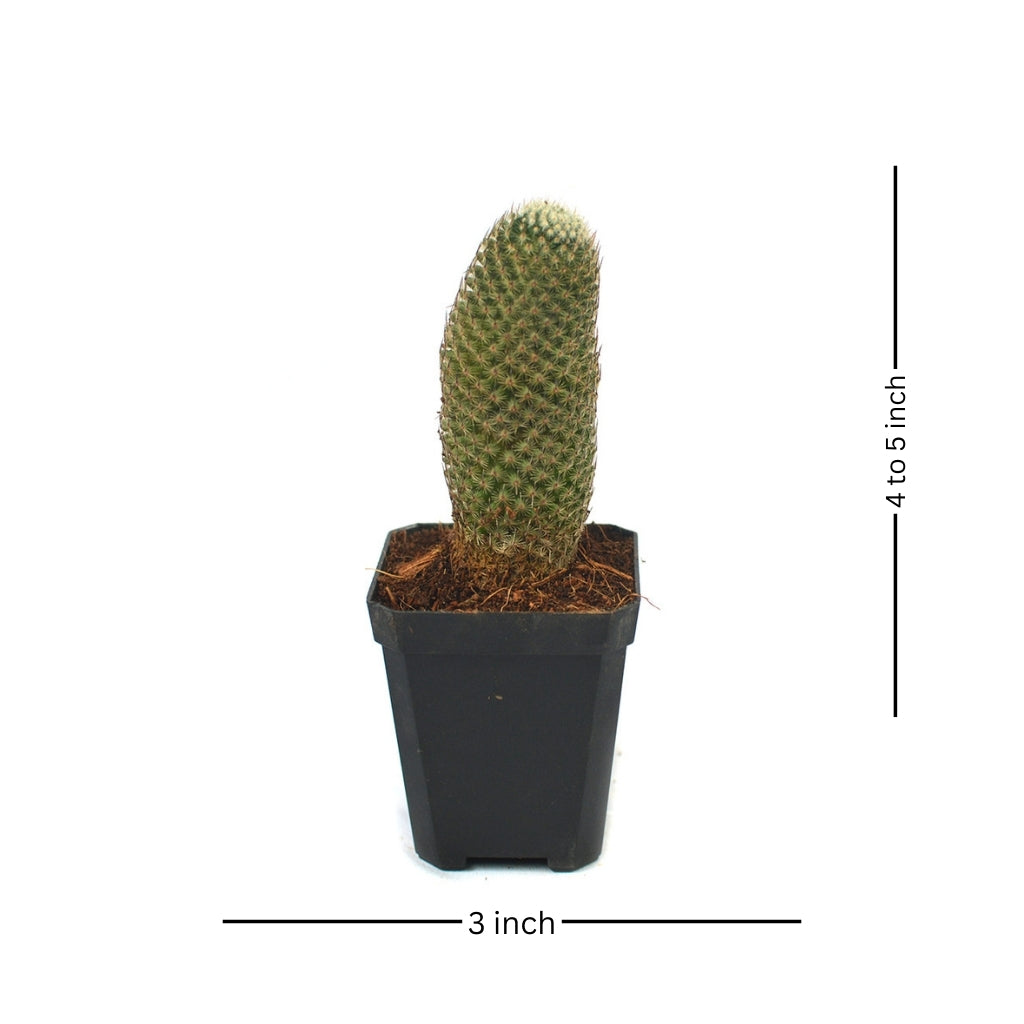 Mammillaria Perbella Cactus Plant - myBageecha