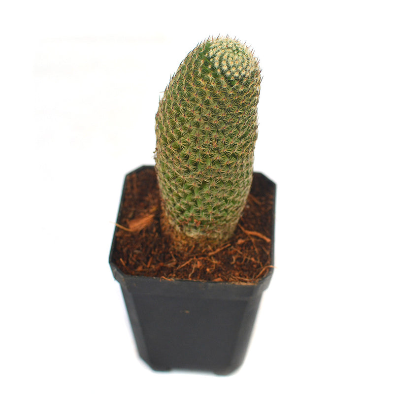 Mammillaria Perbella Cactus Plant