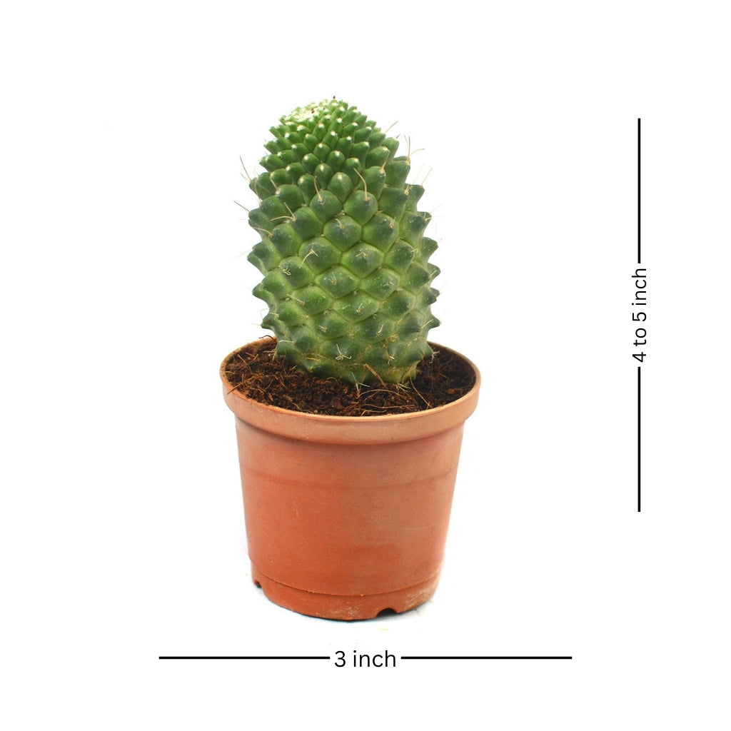 Mammillaria Polythele Toluca Cactus Plant - myBageecha