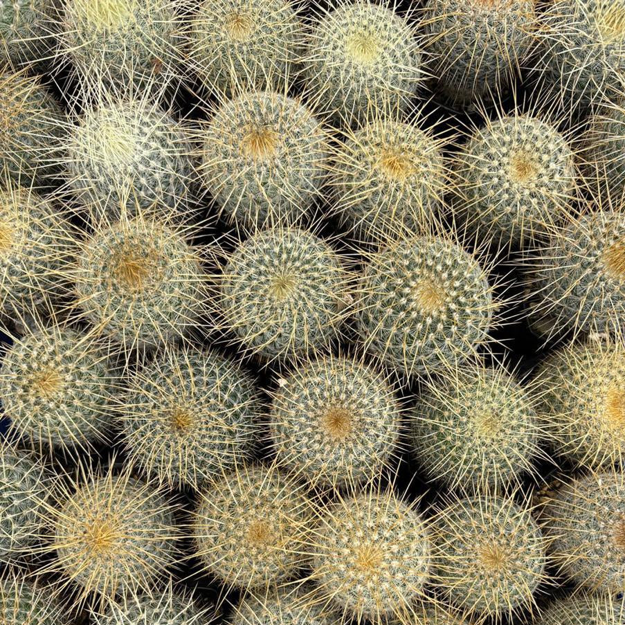 Mammillaria Celsiana Cactus Plant Collection