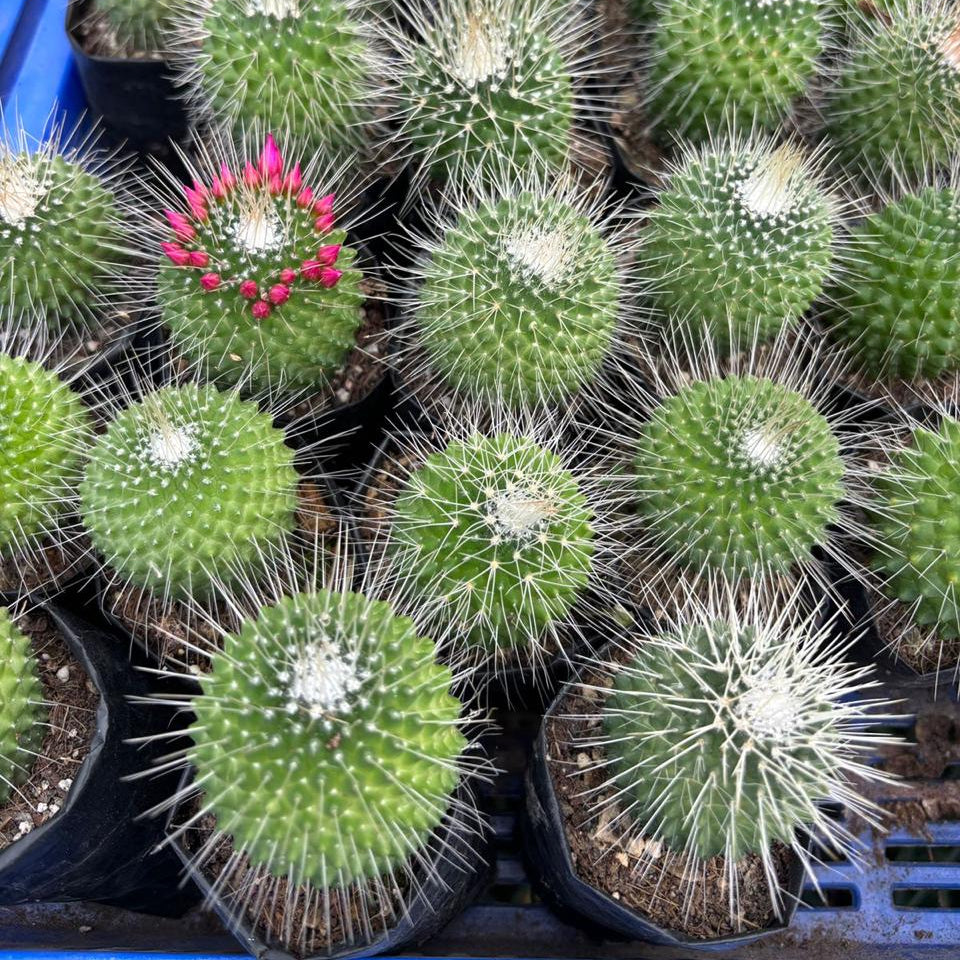 Mammillaria spinosissima cv. Un Pico collection