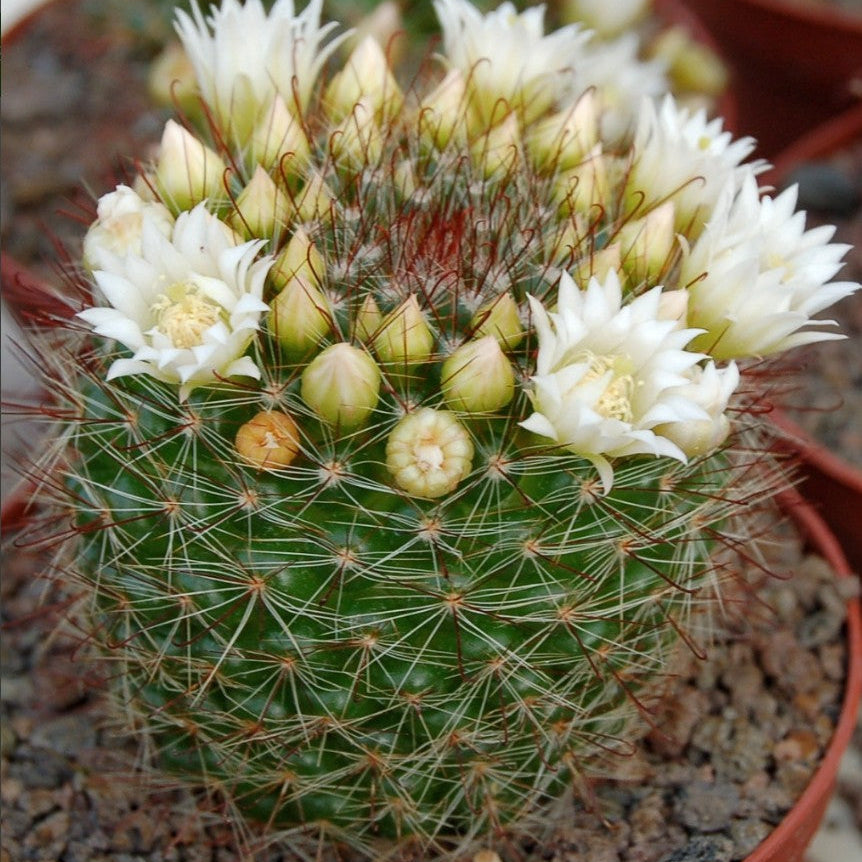 Mammillaria zeilmanniana v. albiflora-myBageecha