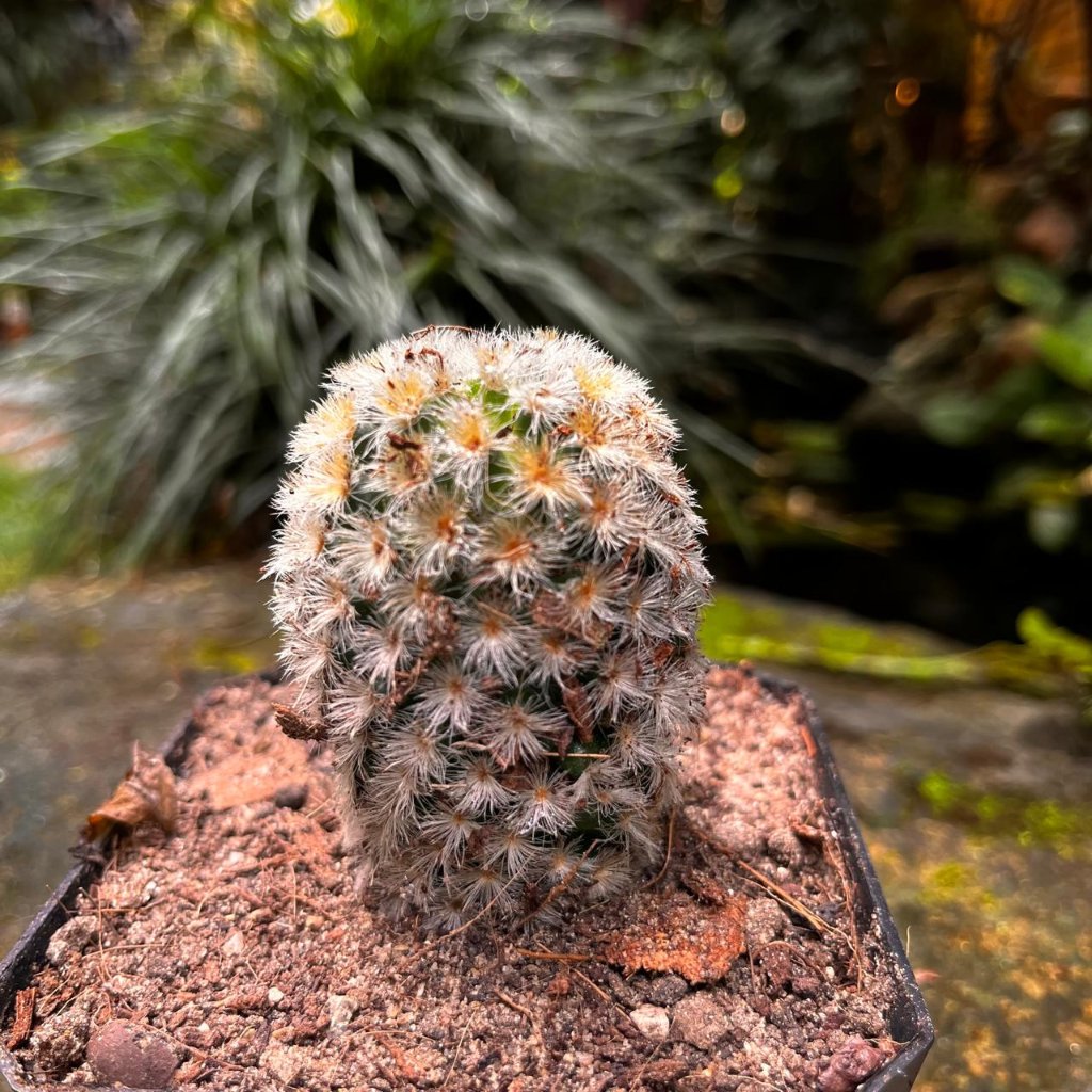 Mammillaria carmenae 'Rubrispina White' Cactus Plant-myBageecha