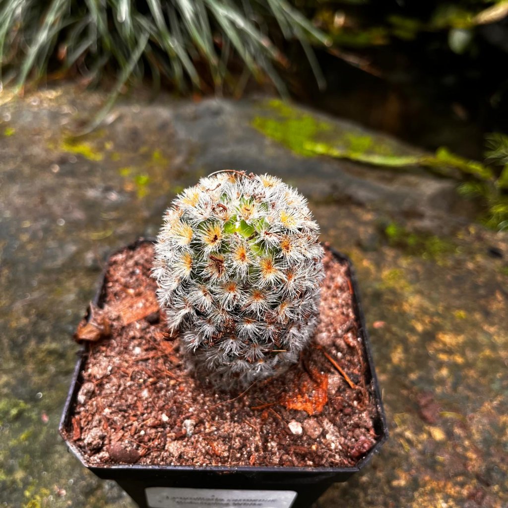 Mammillaria carmenae 'Rubrispina White' Cactus Plant-myBageecha