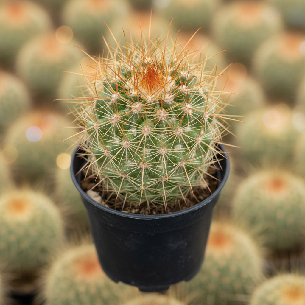 Mammillaria Pringlei Rubra Cactus Plant-myBageecha