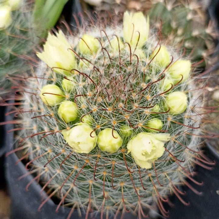 Mammillaria zeilmanniana v. albiflora-myBageecha