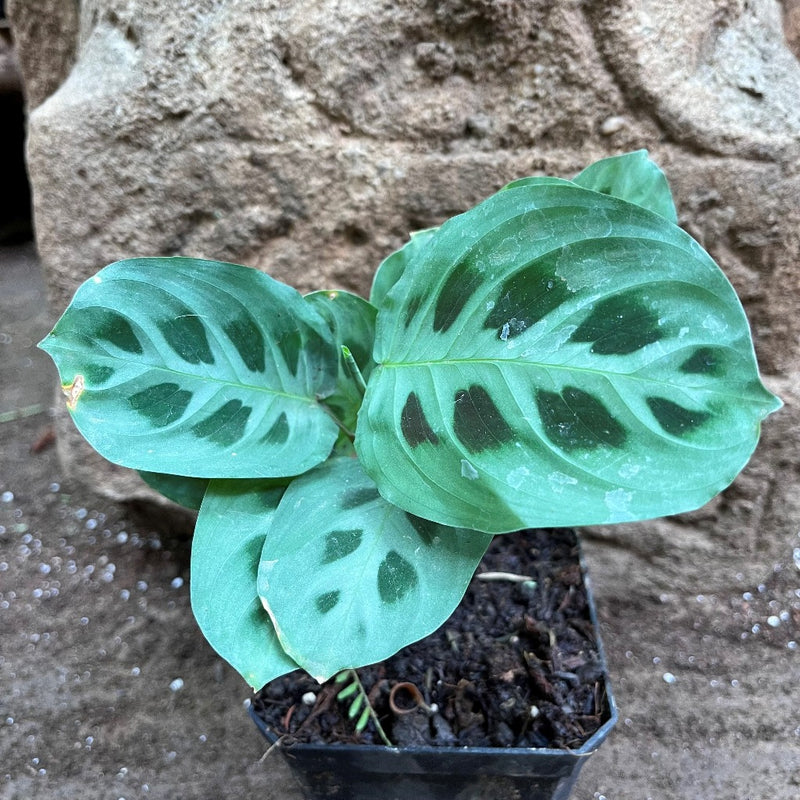 Maranta leuconeura Plant