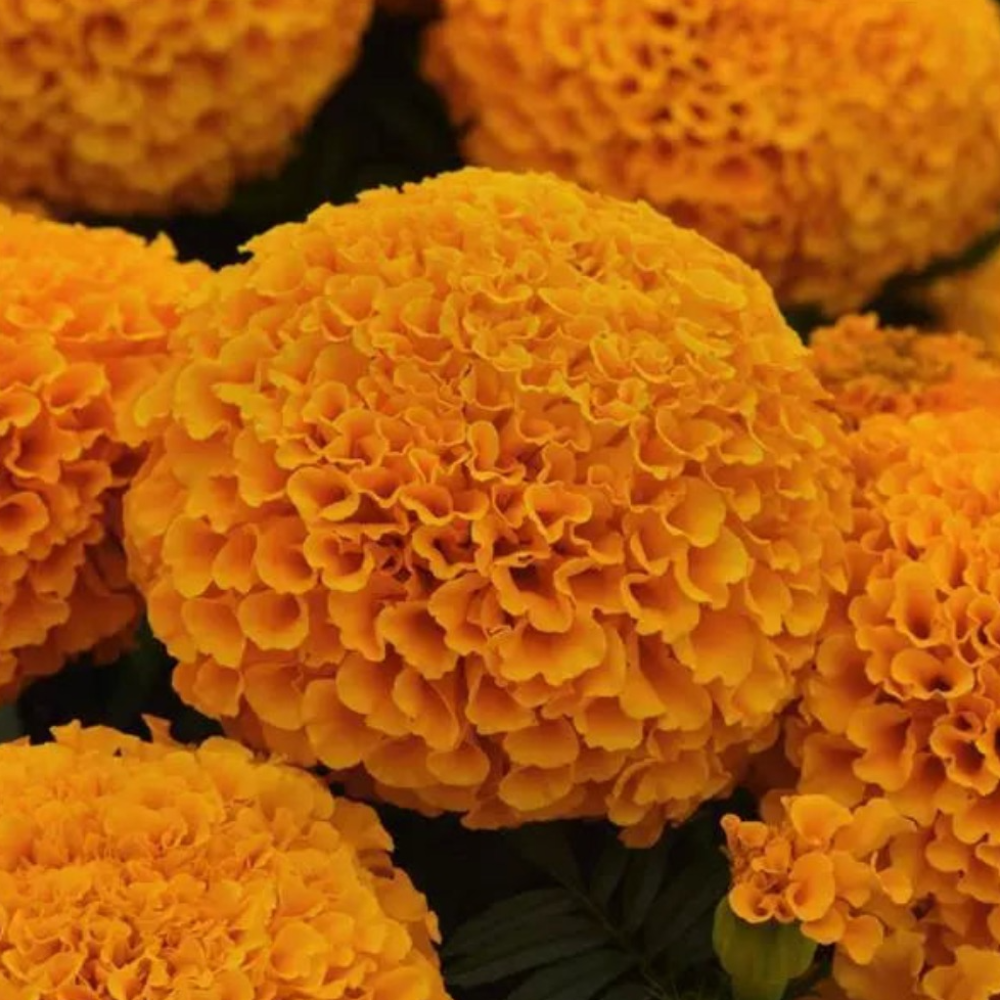 Marigold Marvel Orange Flower Seeds – orange blooms – myBageecha
