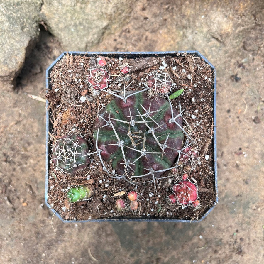 Matucana Polzii Cactus Plant