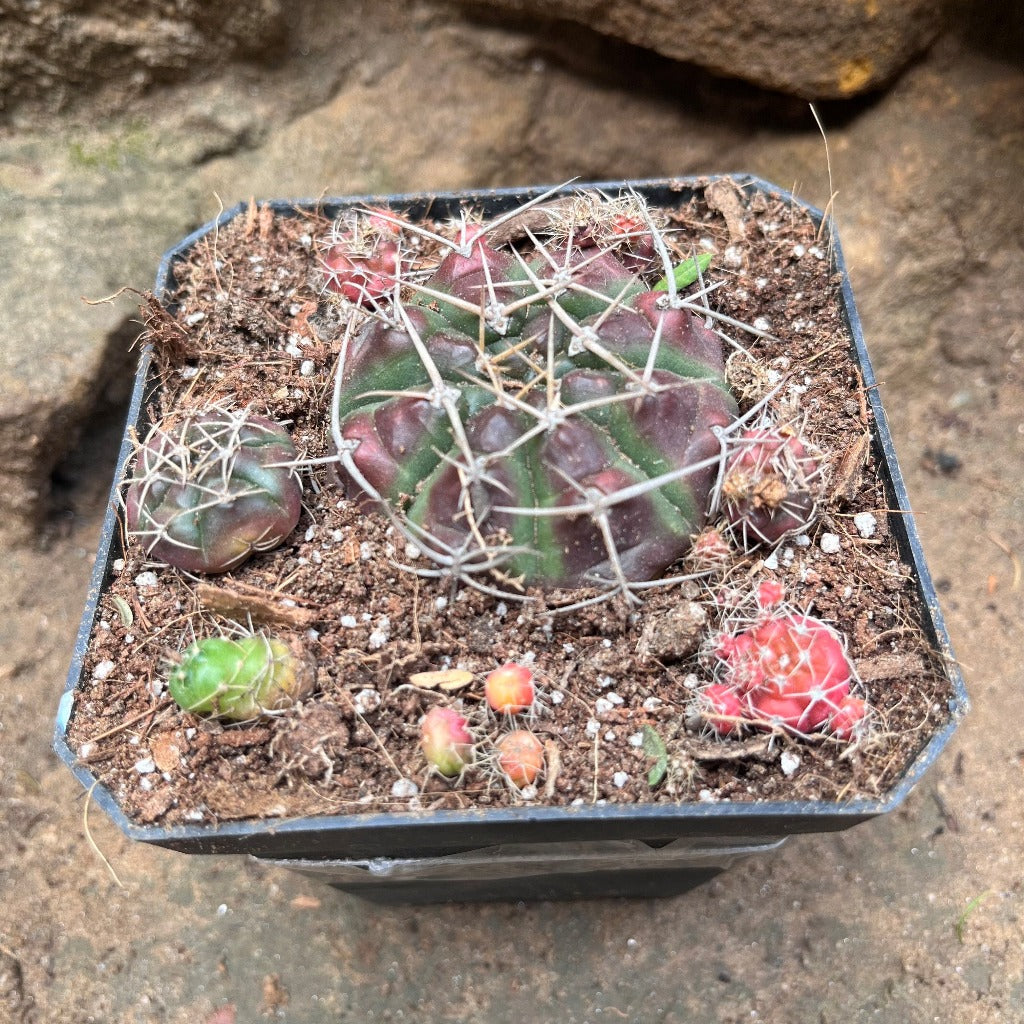 Matucana Polzii Cactus Plant - myBageecha