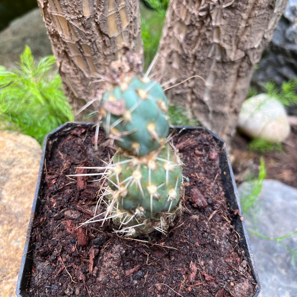 Miqueliopuntia miquelii Cactus Plant-myBageecha