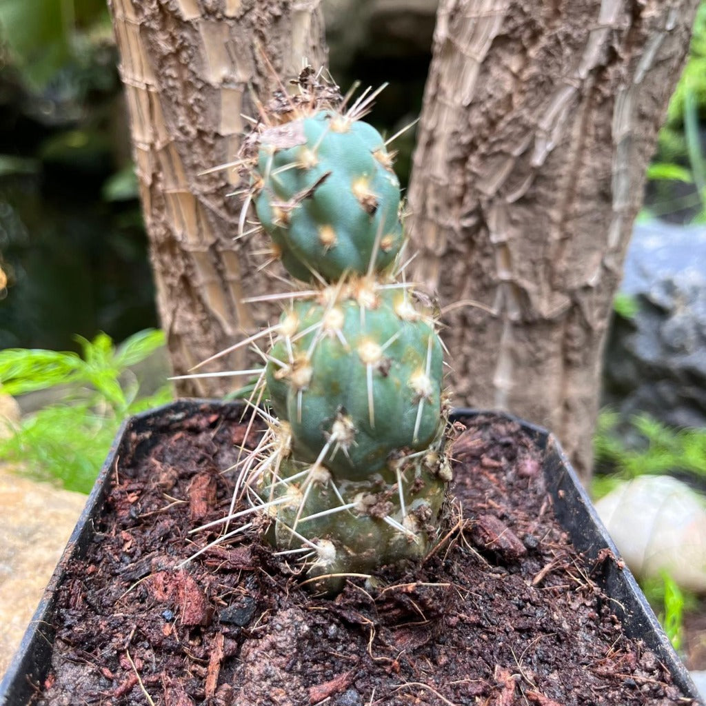 Miqueliopuntia miquelii Cactus Plant-myBageecha