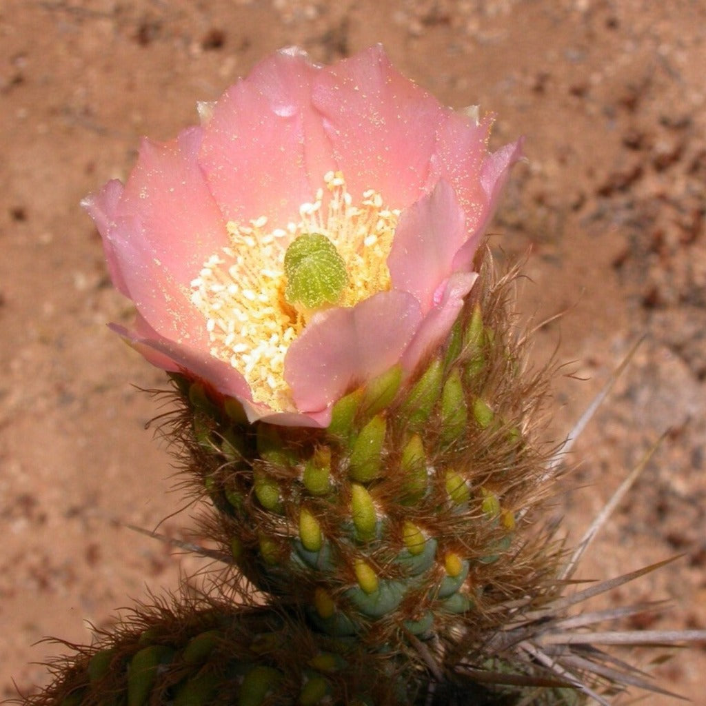 Miqueliopuntia miquelii Cactus Plant-myBageecha