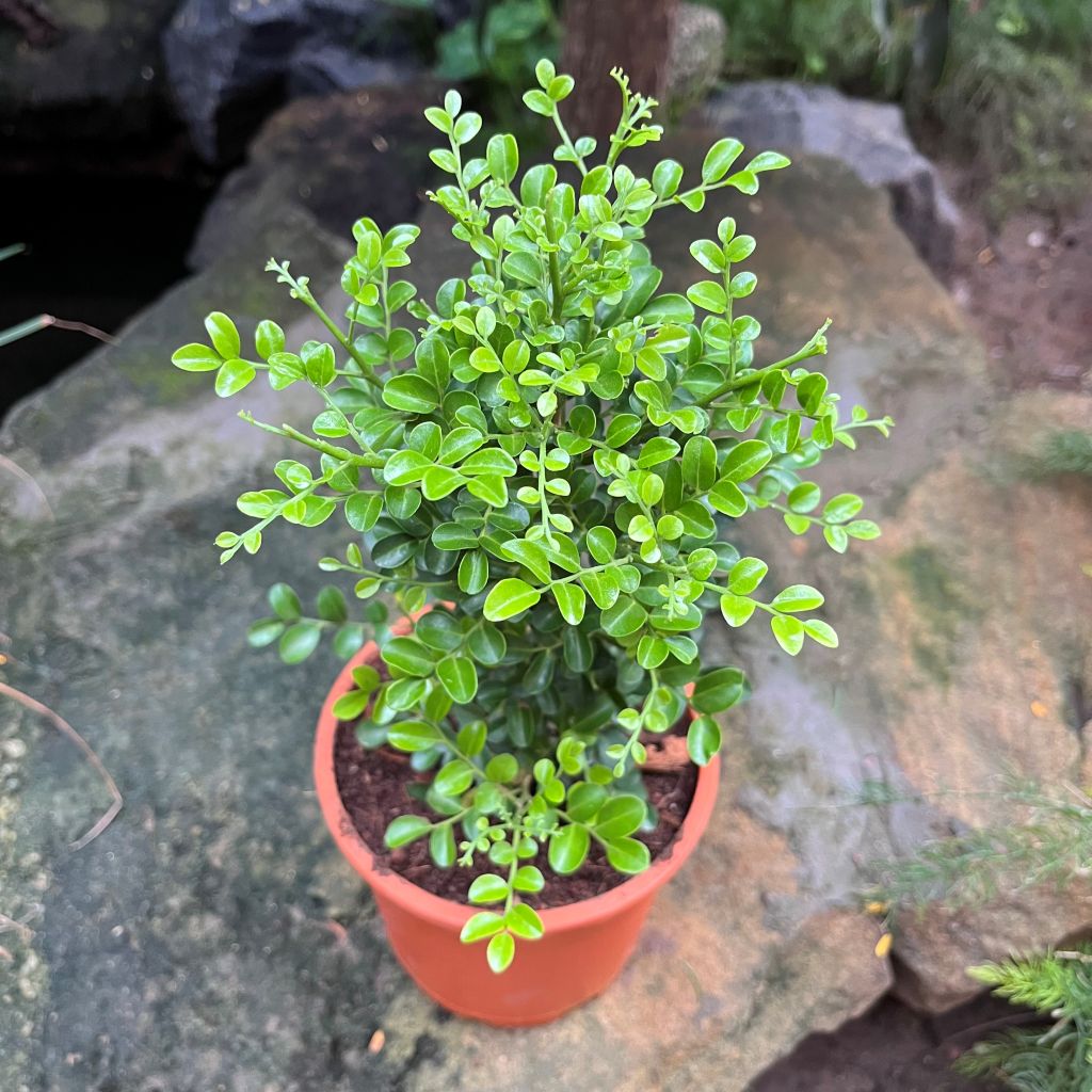 Murraya Paniculata Min-a-min Plant - myBageecha