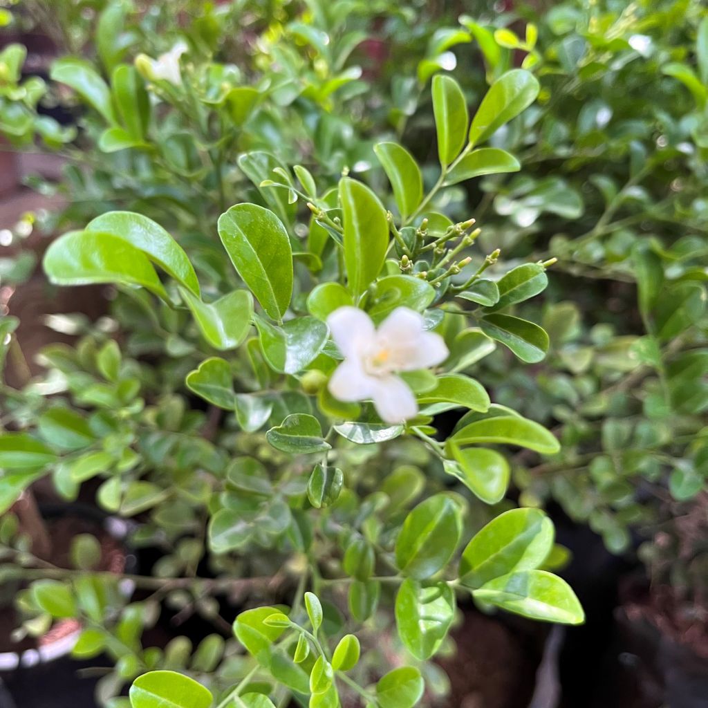 Murraya Paniculata Min-a-min Plant in bloom- myBageecha