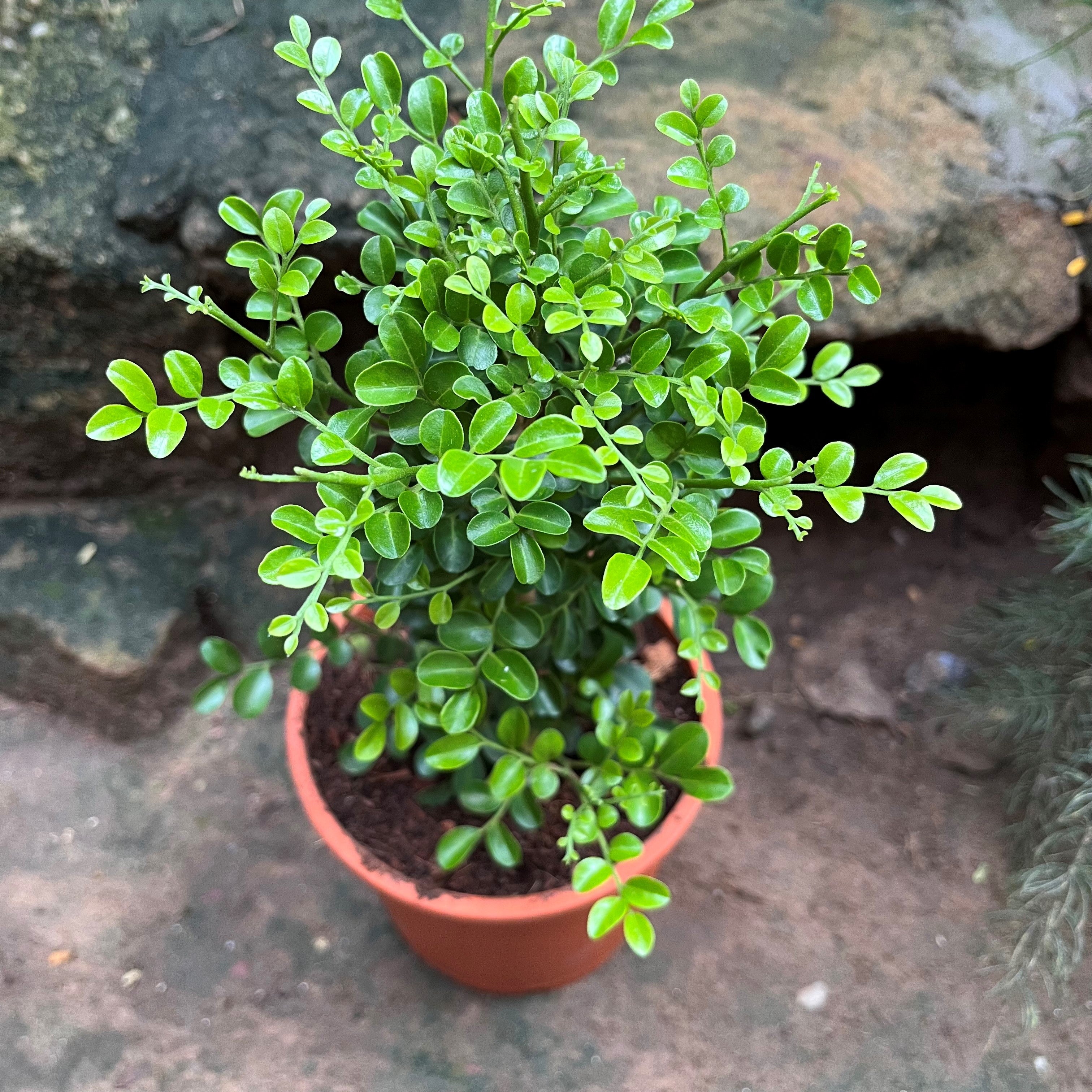 Murraya Paniculata Min-a-min Plant - myBageecha