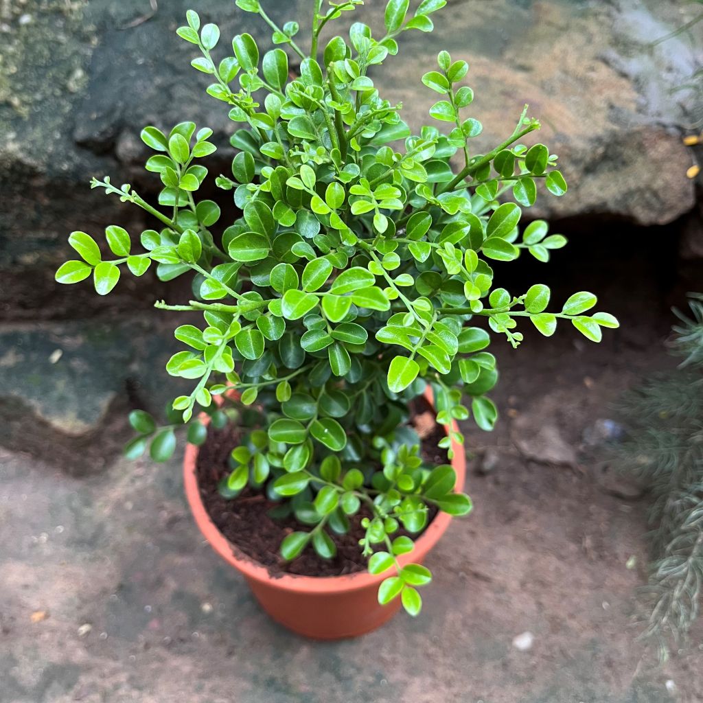 Murraya Paniculata Min-a-min Plant in a terracotta-colored plastic pot, photographed outdoors against a natural stone background.