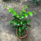 Kamini Murraya Paniculata Plant