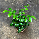 Kamini Murraya Paniculata Plant