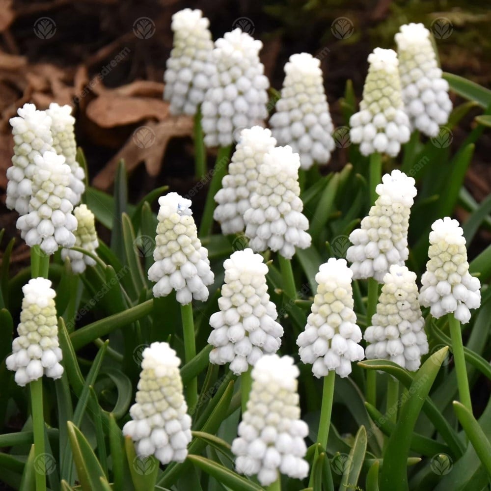 muscari siberian tiger-myBageecha