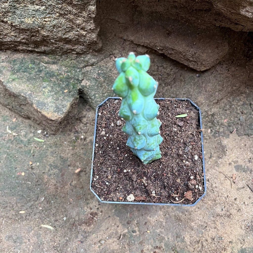 Myrtillocactus Geometrizans cv. Fukurokuryuzinboku Cactus Plant - myBageecha