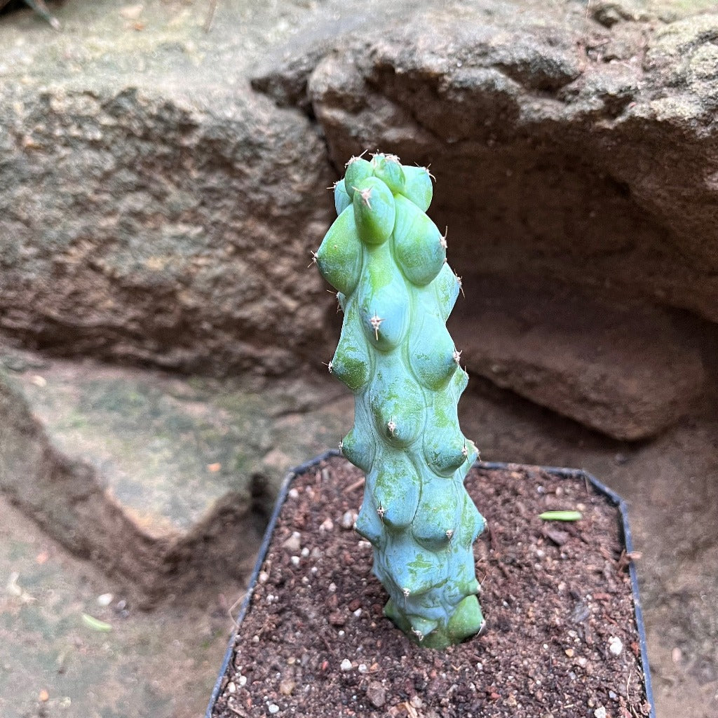 Myrtillocactus Geometrizans cv. Fukurokuryuzinboku Cactus Plant - myBageecha