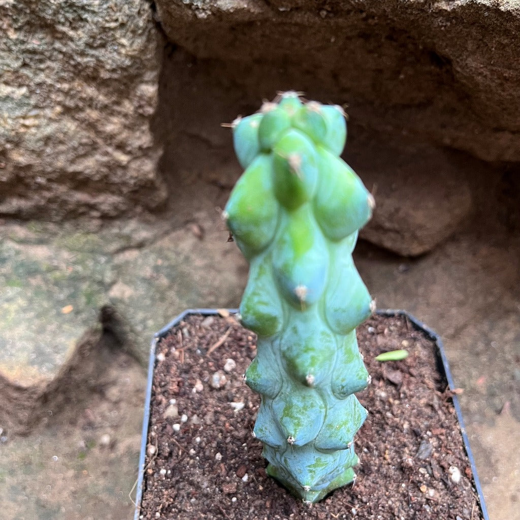 Myrtillocactus Geometrizans cv. Fukurokuryuzinboku Cactus Plant - myBageecha