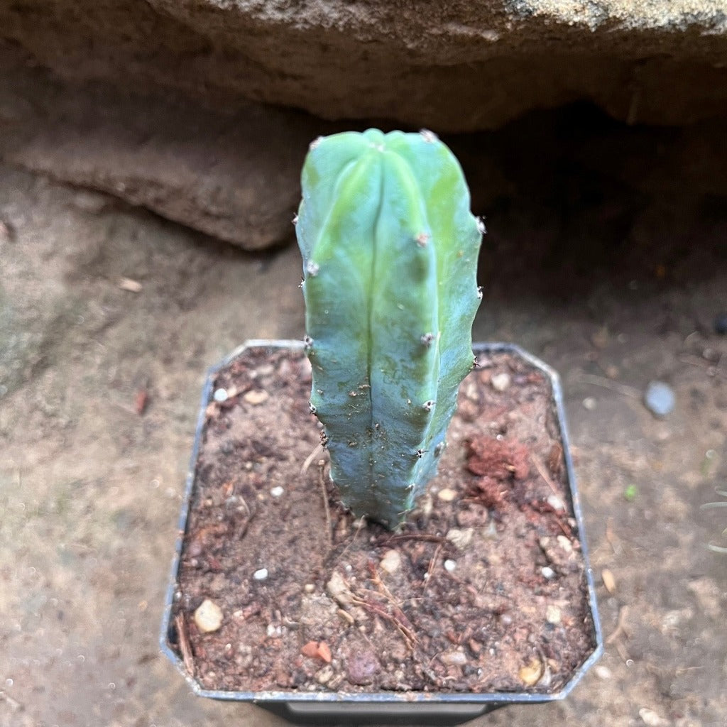 Myrtillocactus geometrizans Cactus Plant - myBageecha