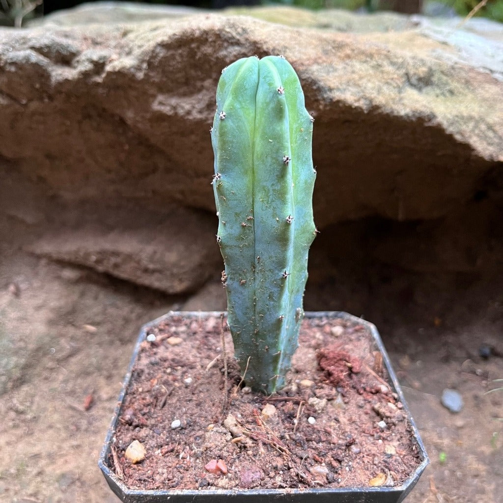 Myrtillocactus geometrizans Cactus Plant - myBageecha