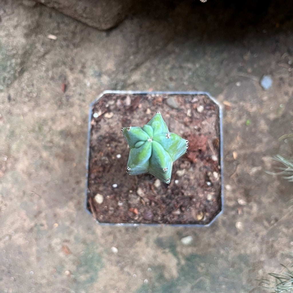 Myrtillocactus geometrizans Cactus Plant - myBageecha