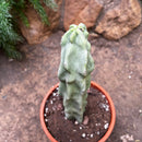 Myrtillocactus geometrizans Cactus Plant