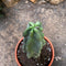 Myrtillocactus geometrizans Cactus Plant