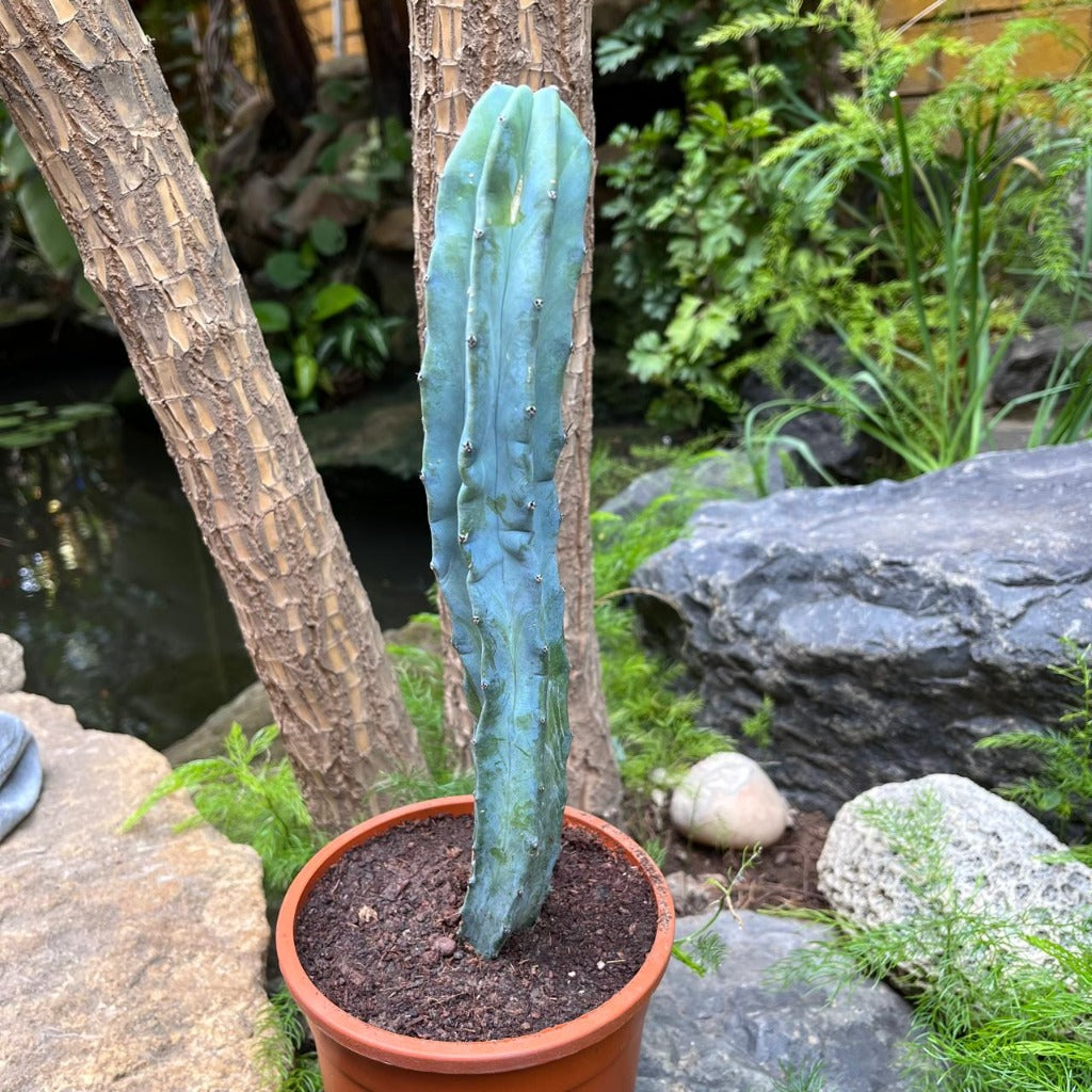 Myrtillocactus geometrizans Cactus Plant-myBageecha