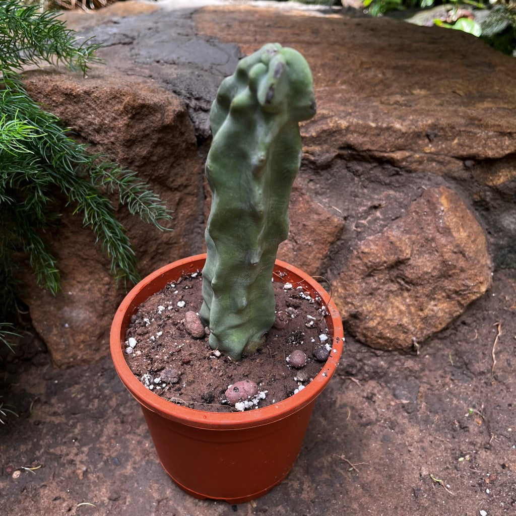 Myrtillocactus geometrizans Cactus Plant - myBageecha